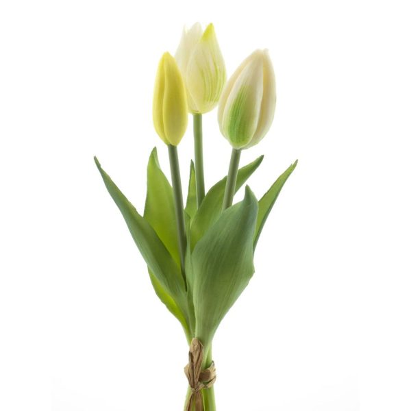 Witte tulp Box